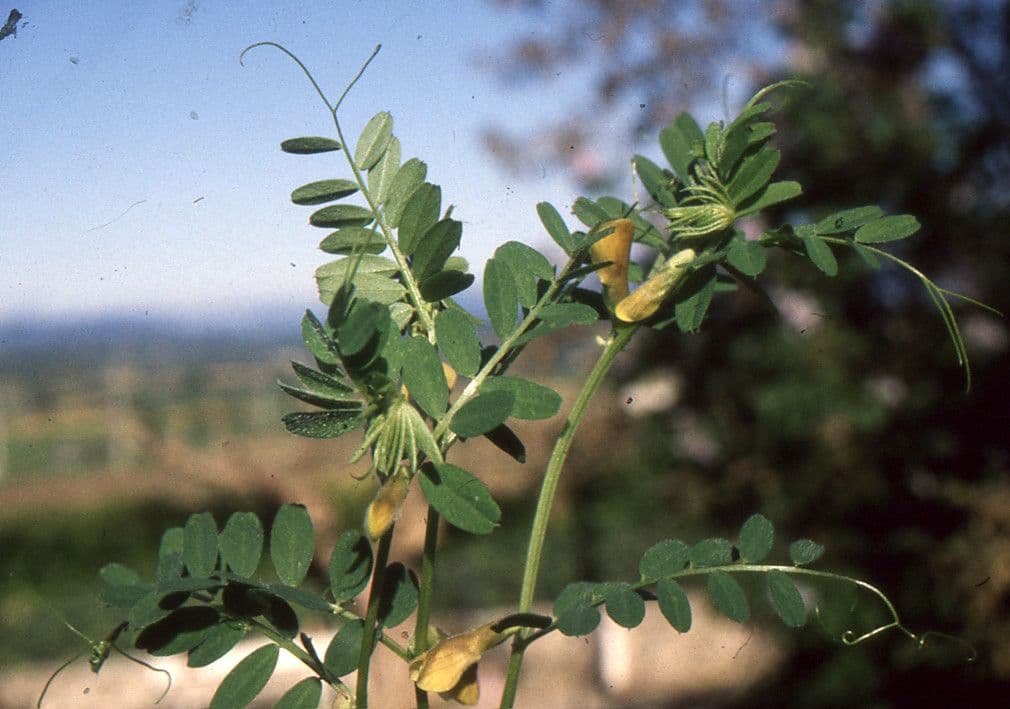 Vicia hybrida 14