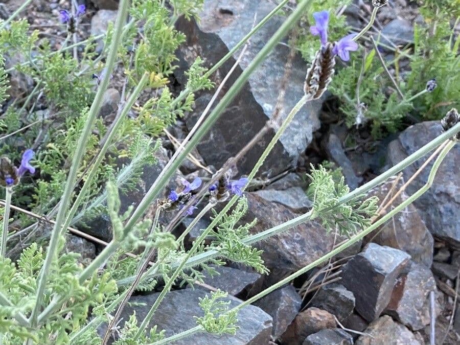 Lavanda multifida 5