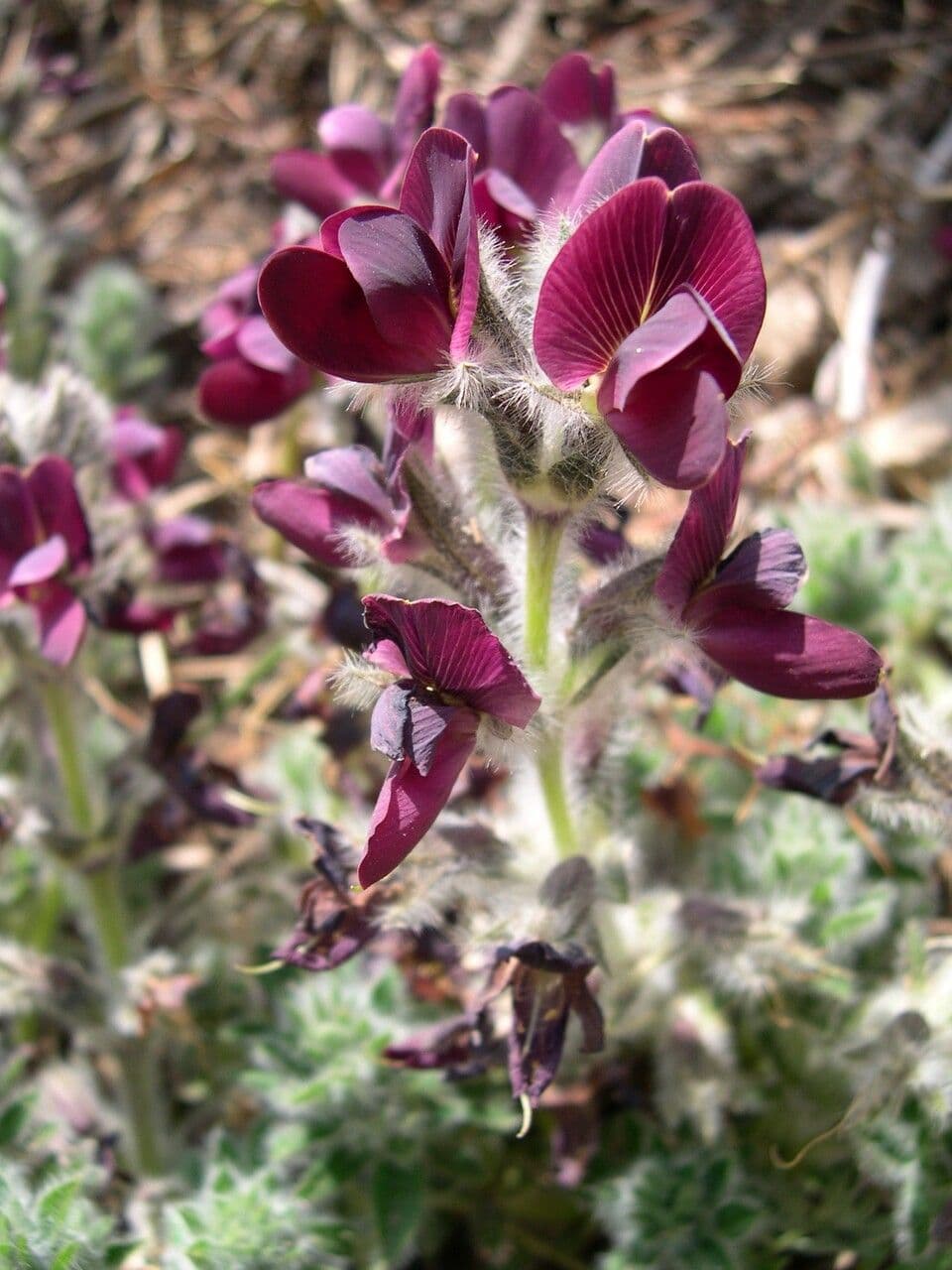 Thermopsis 5