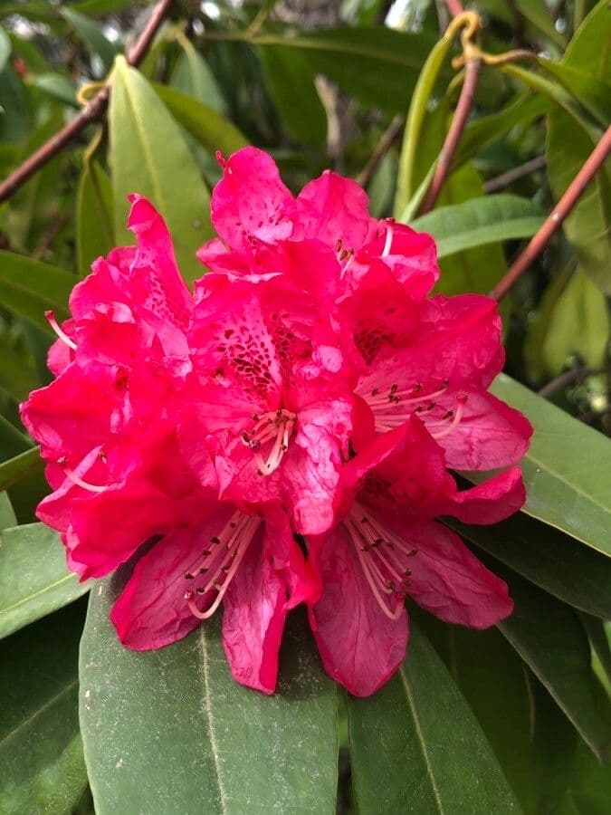 Rododendron stromovit
 9