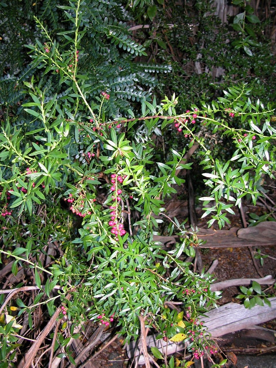 Schmalblättrige Gaultheria
