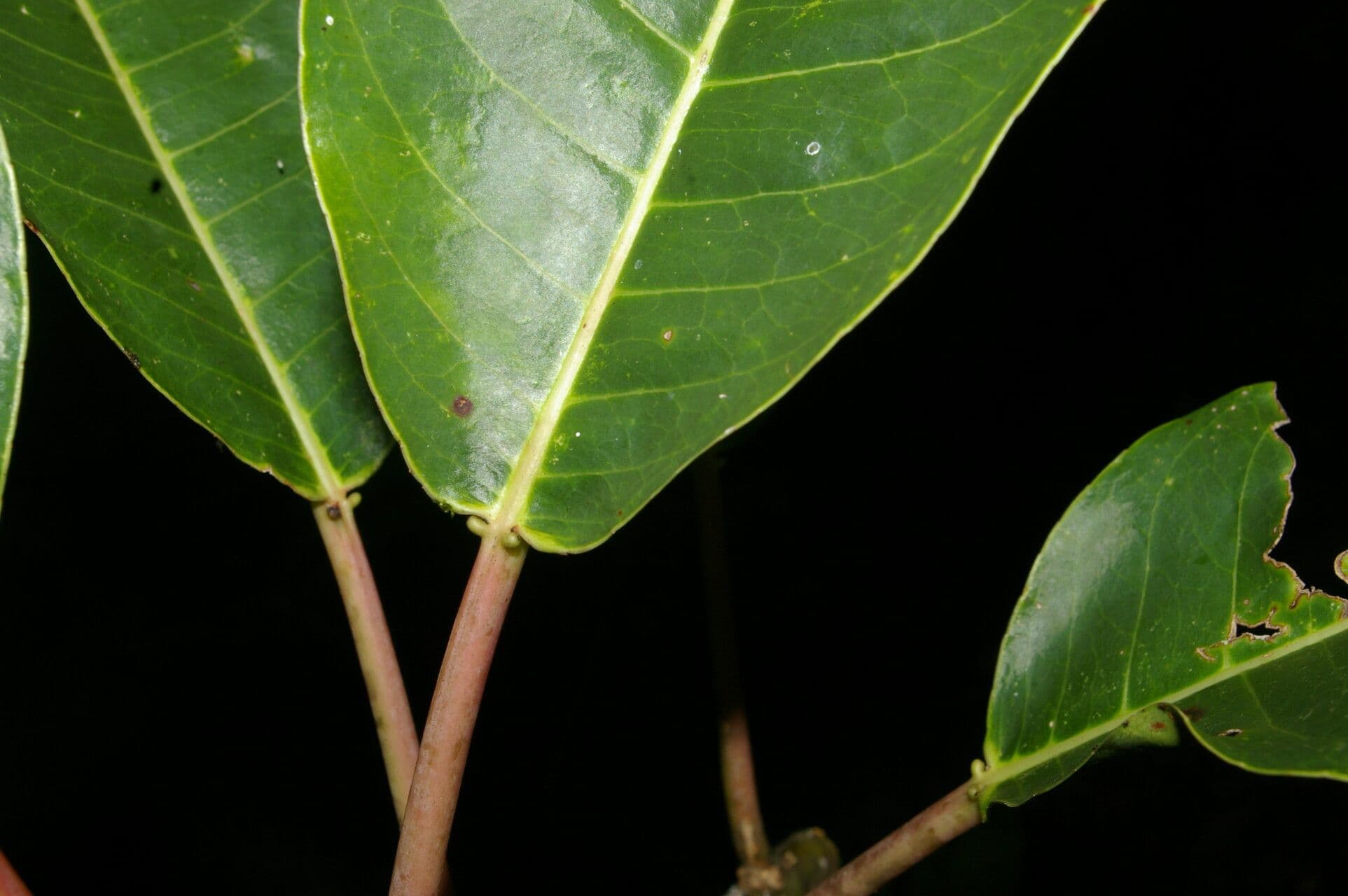 Sapium 8