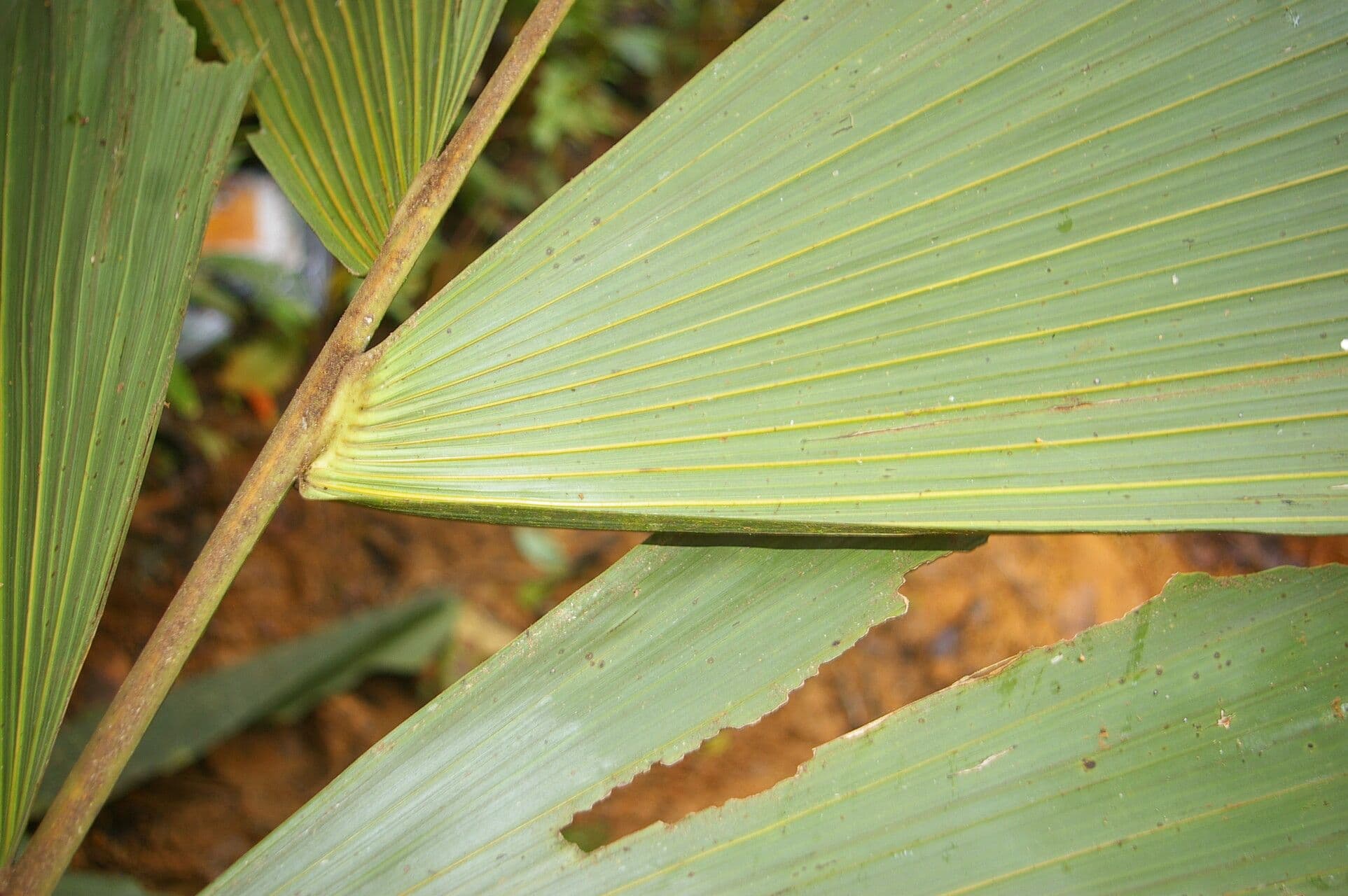 Sokratea naga 10