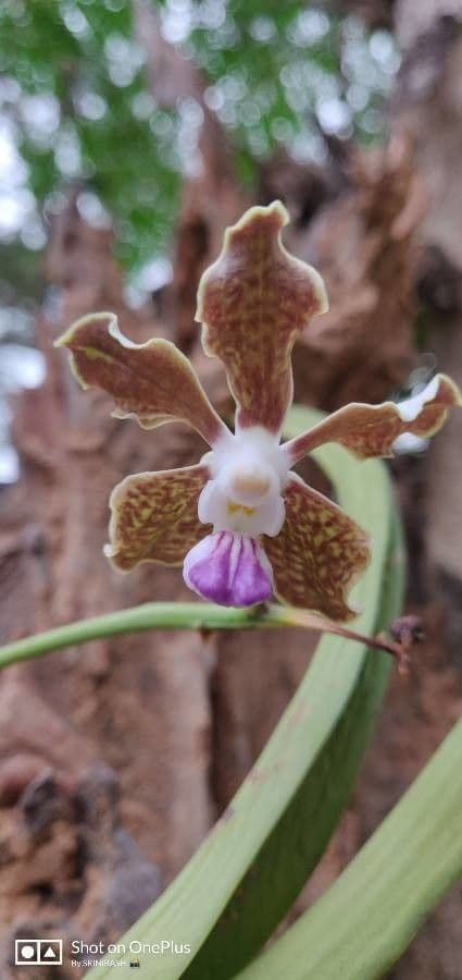 Vanda 4