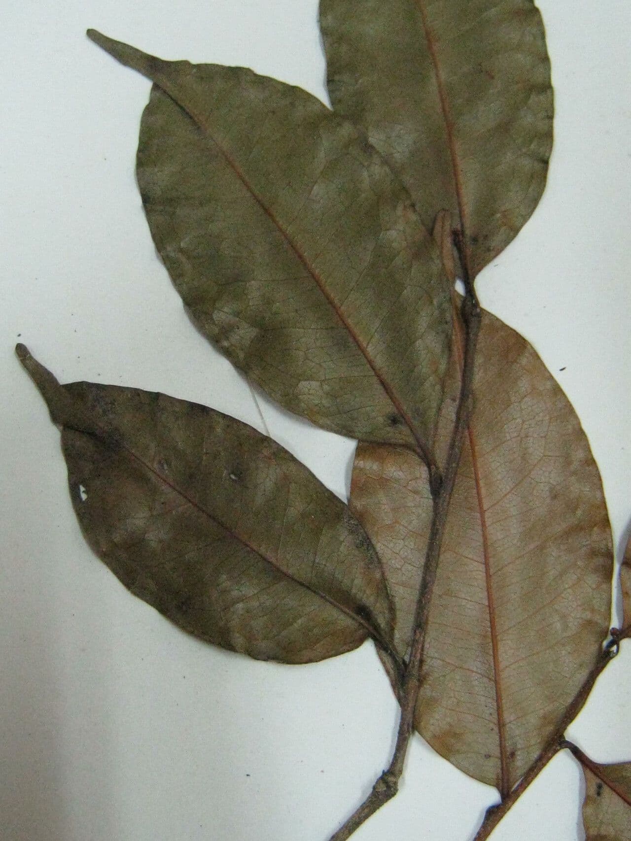 Hirtella 14