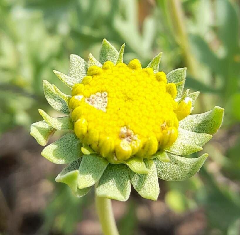 Gaillardia cabrerae 14