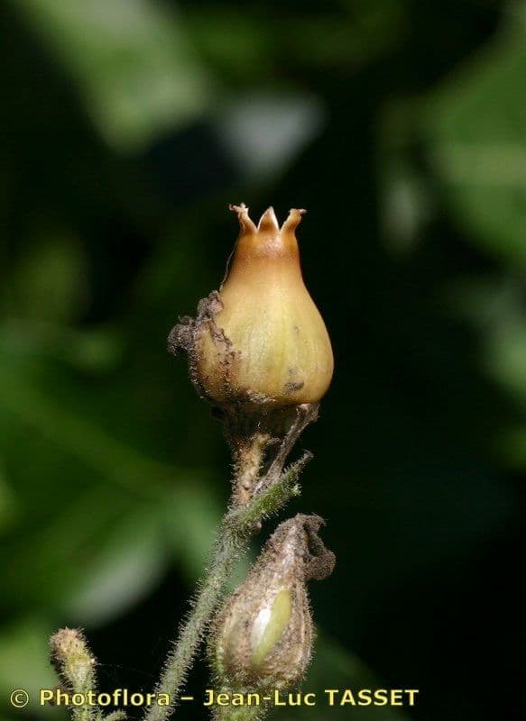 Silene