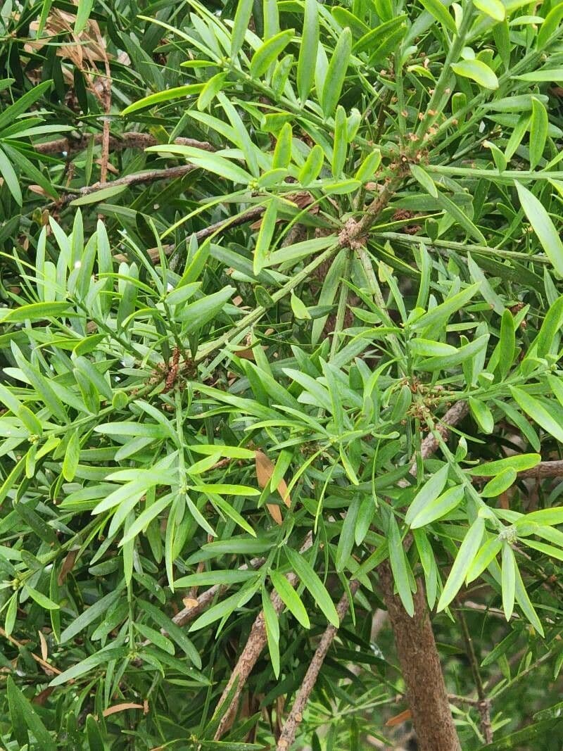 Afrocarpus falcatus 8