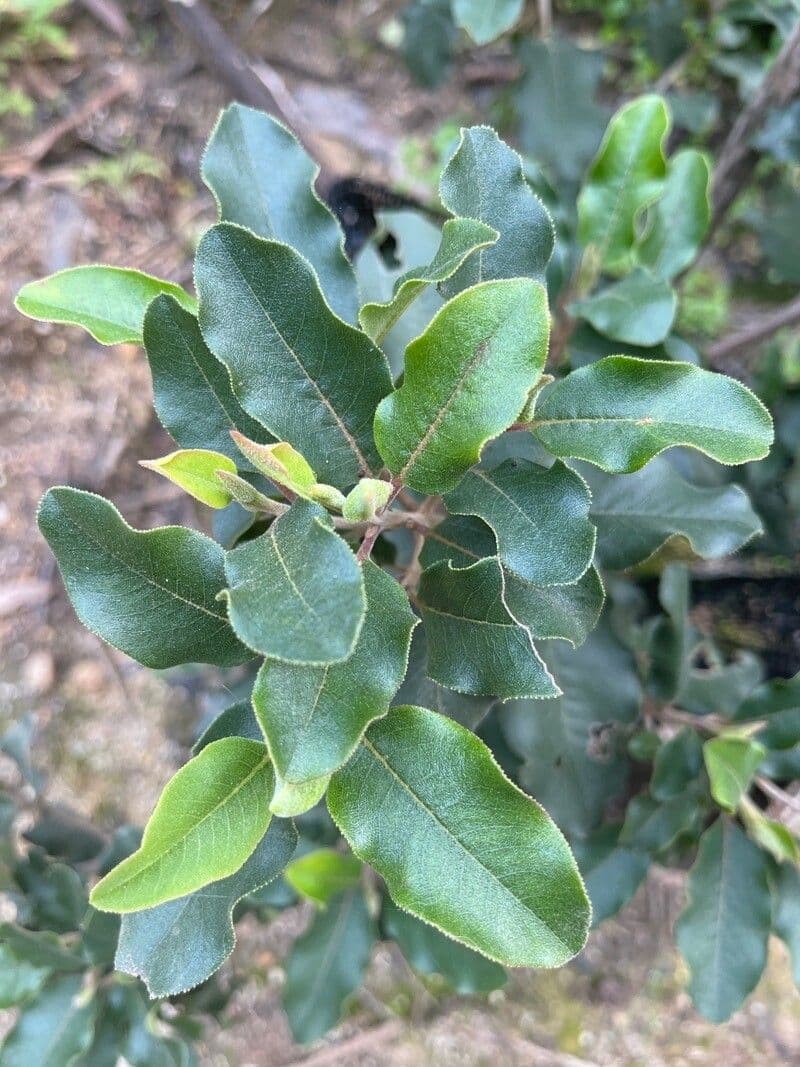 Escallonia 8