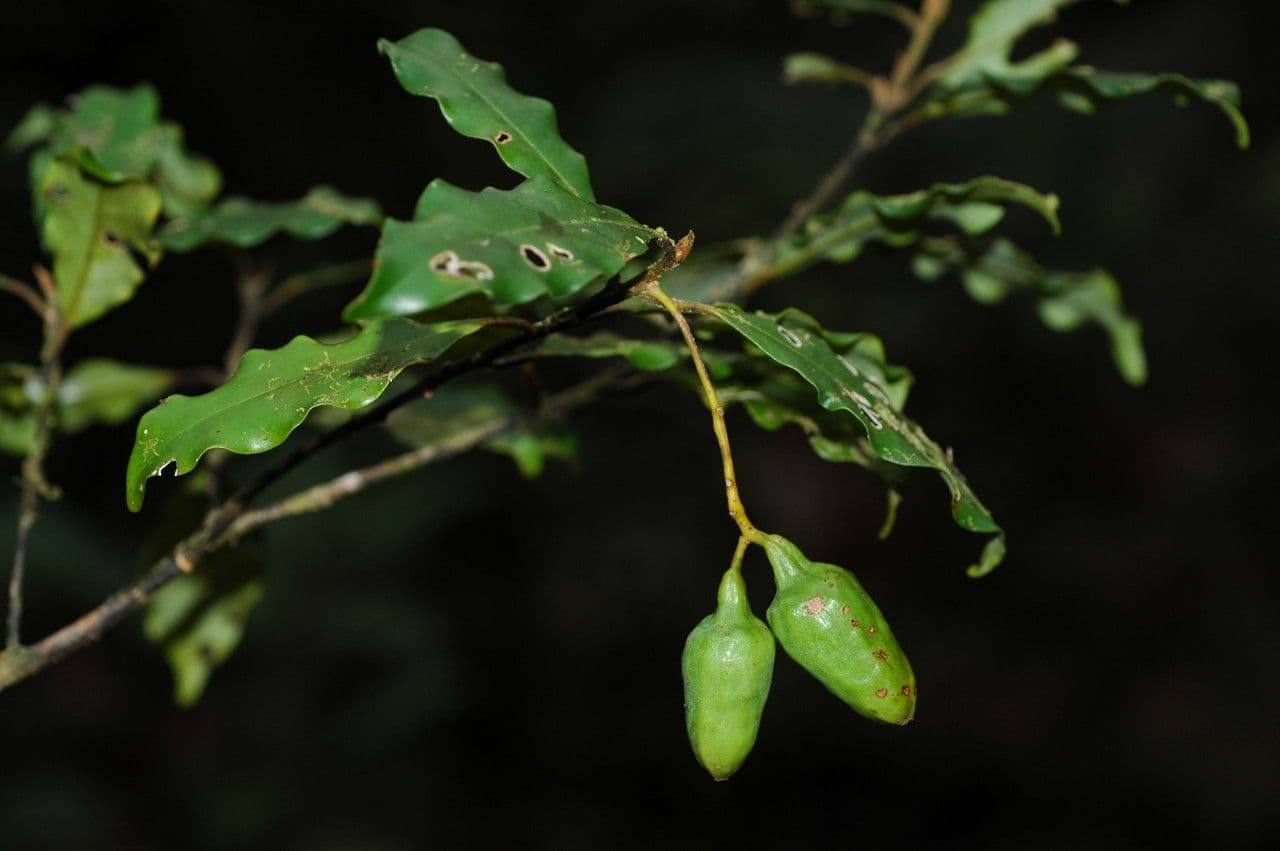 Cryptocarya