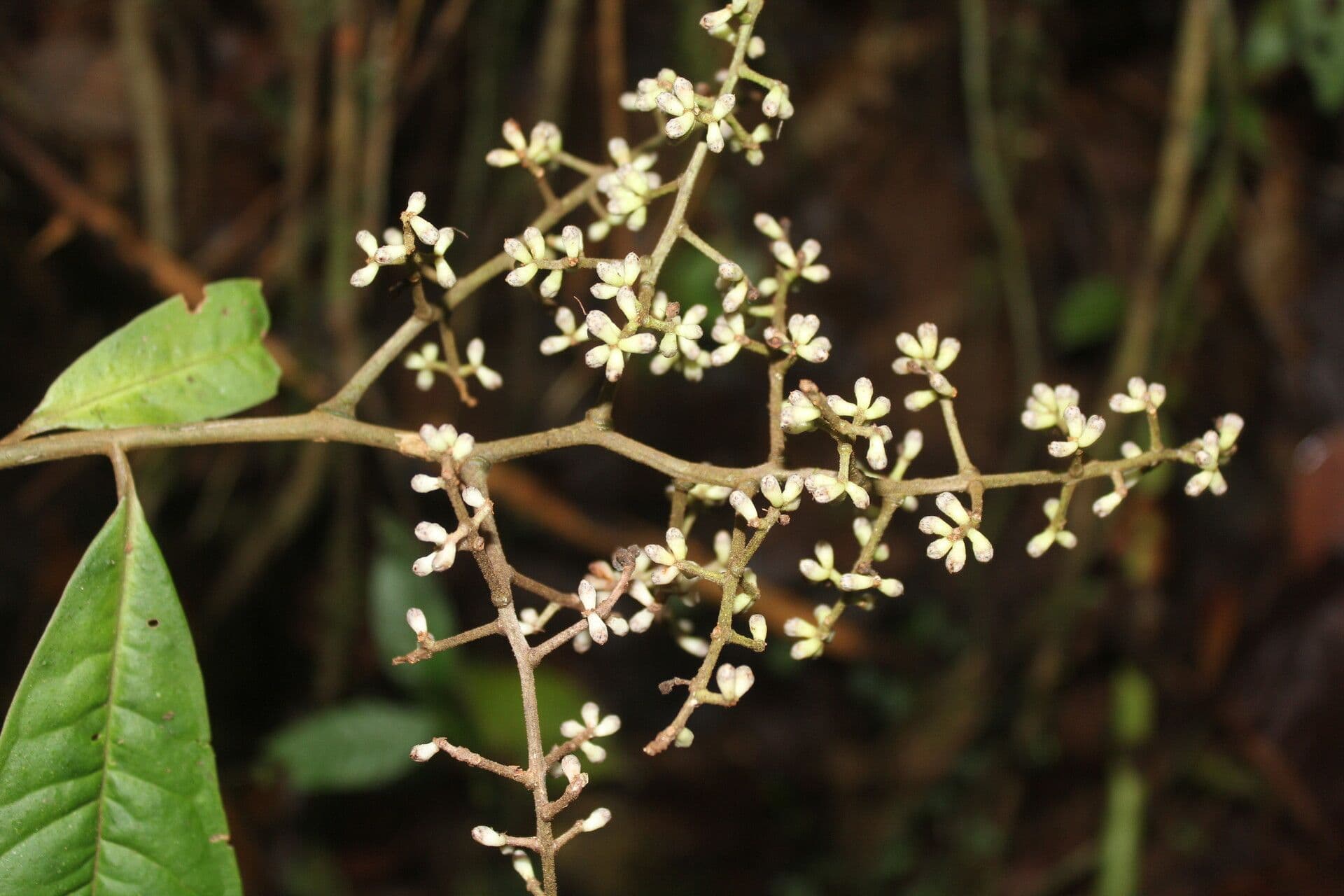 Ardisia 16