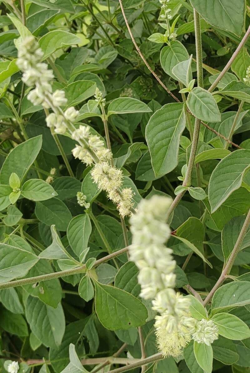 Sericocomopsis 3