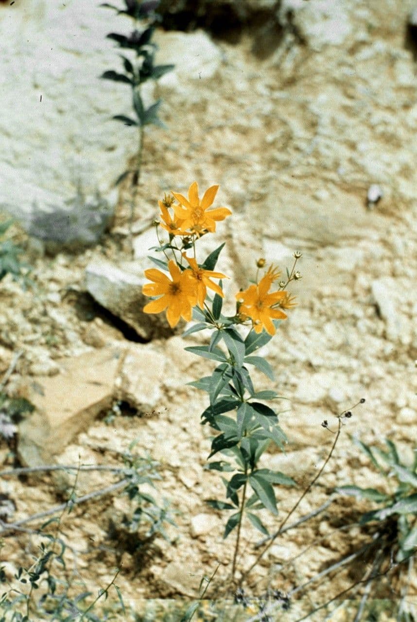 Coreopsis mayor 7