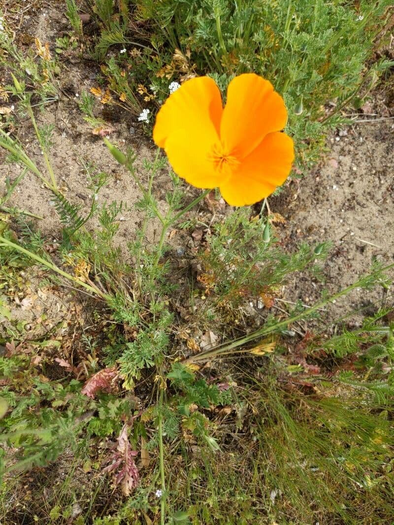Esparsette-Mohn 2