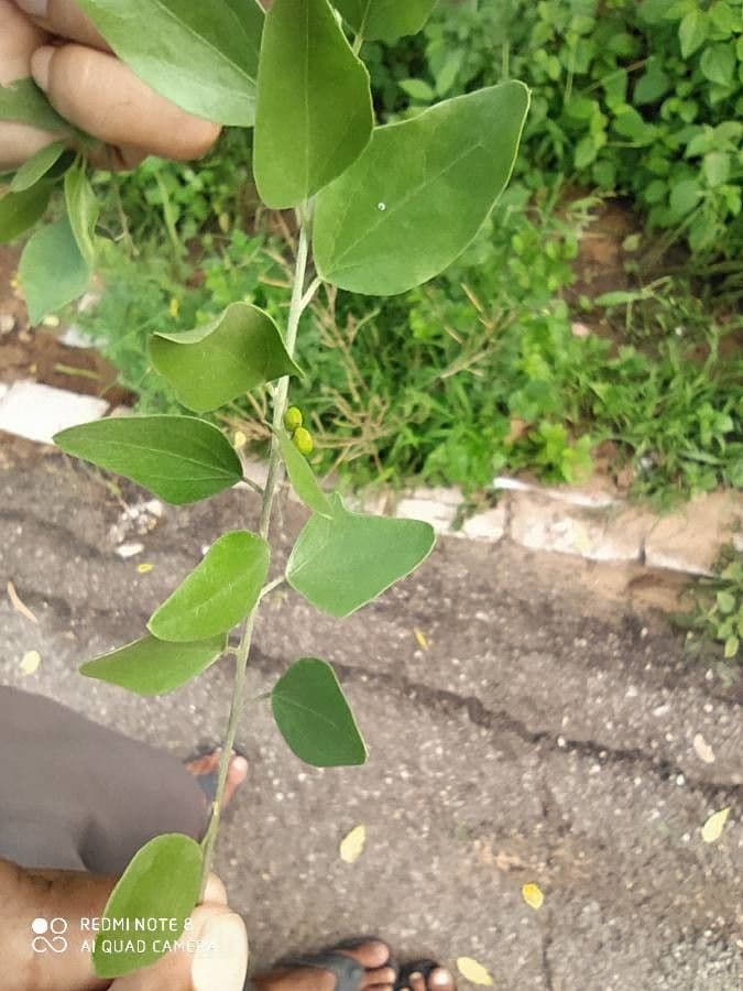 Cocculus hirsuto 5