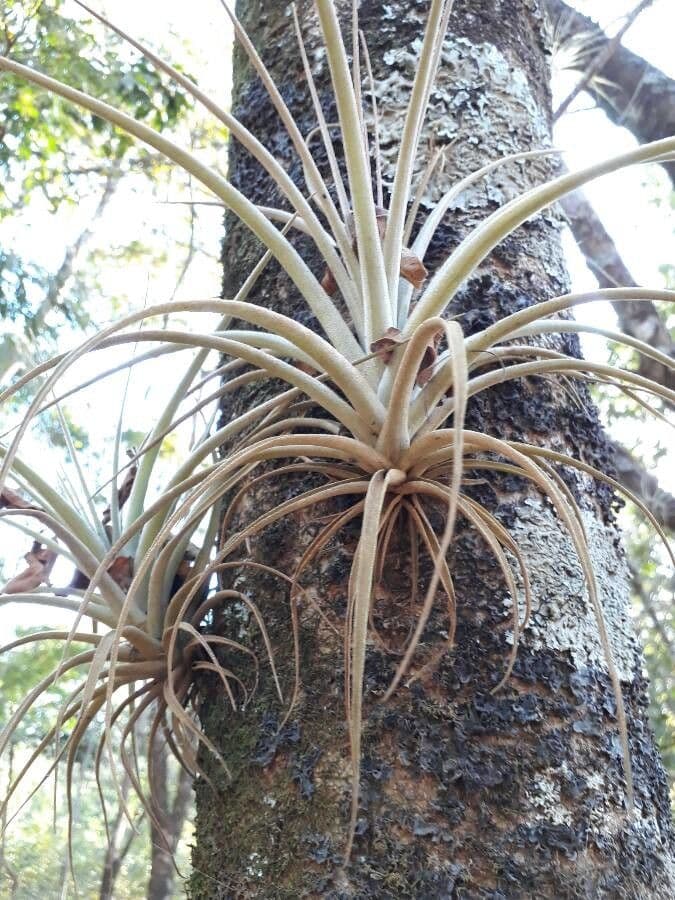 Tillandsia utricolata 18