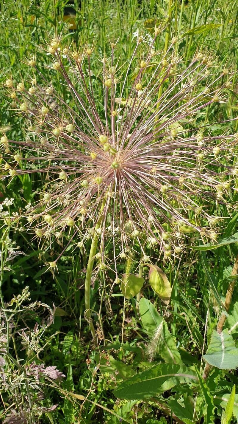 Aglio 11