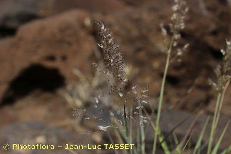 Teneriffa-Gras 9