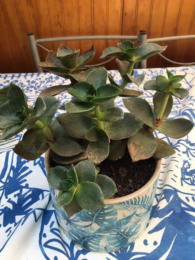 Crassula 13
