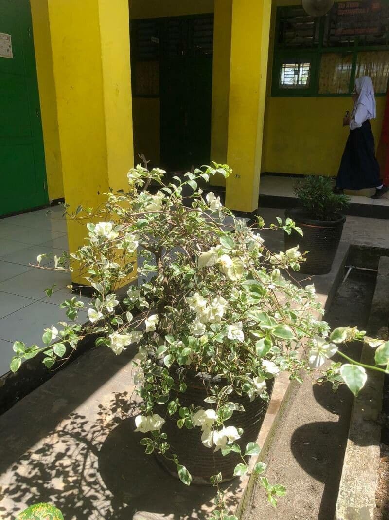 Bougainvillea 10