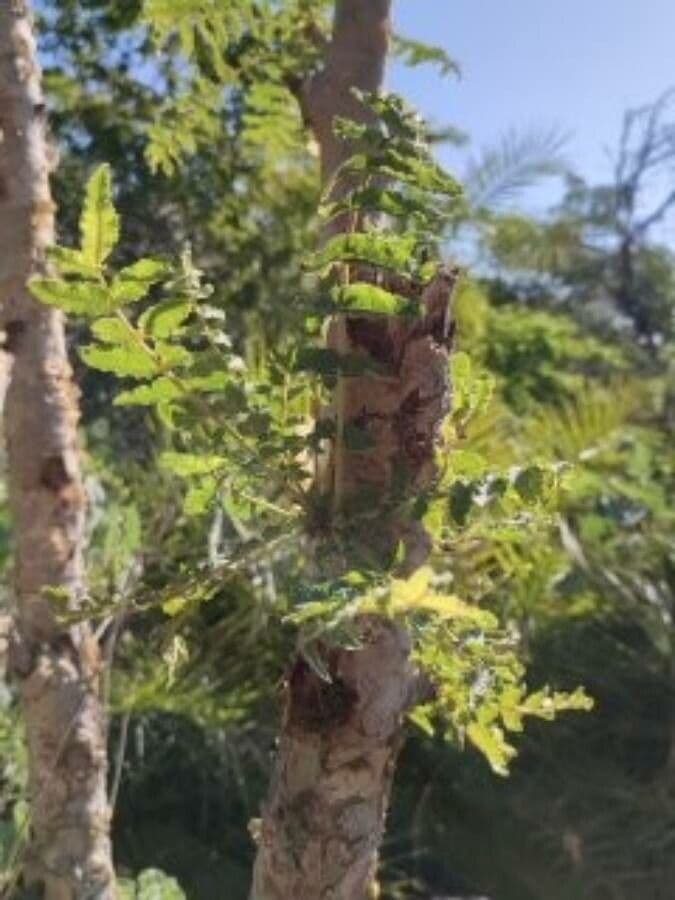 Echter Weihrauchbaum 11