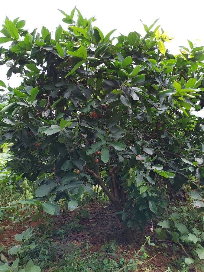 Pommier de Java 11
