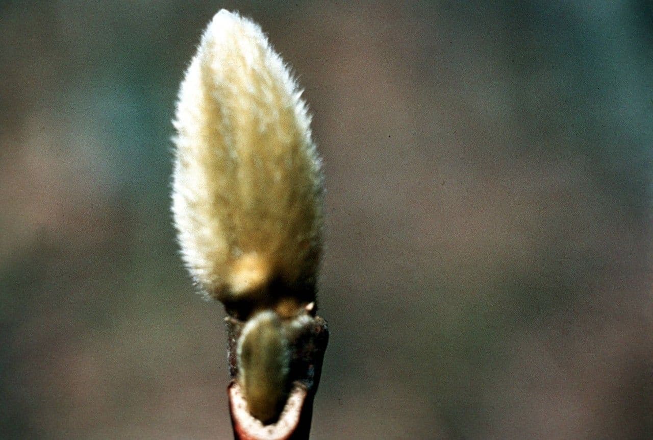 Magnolia acuminata 29