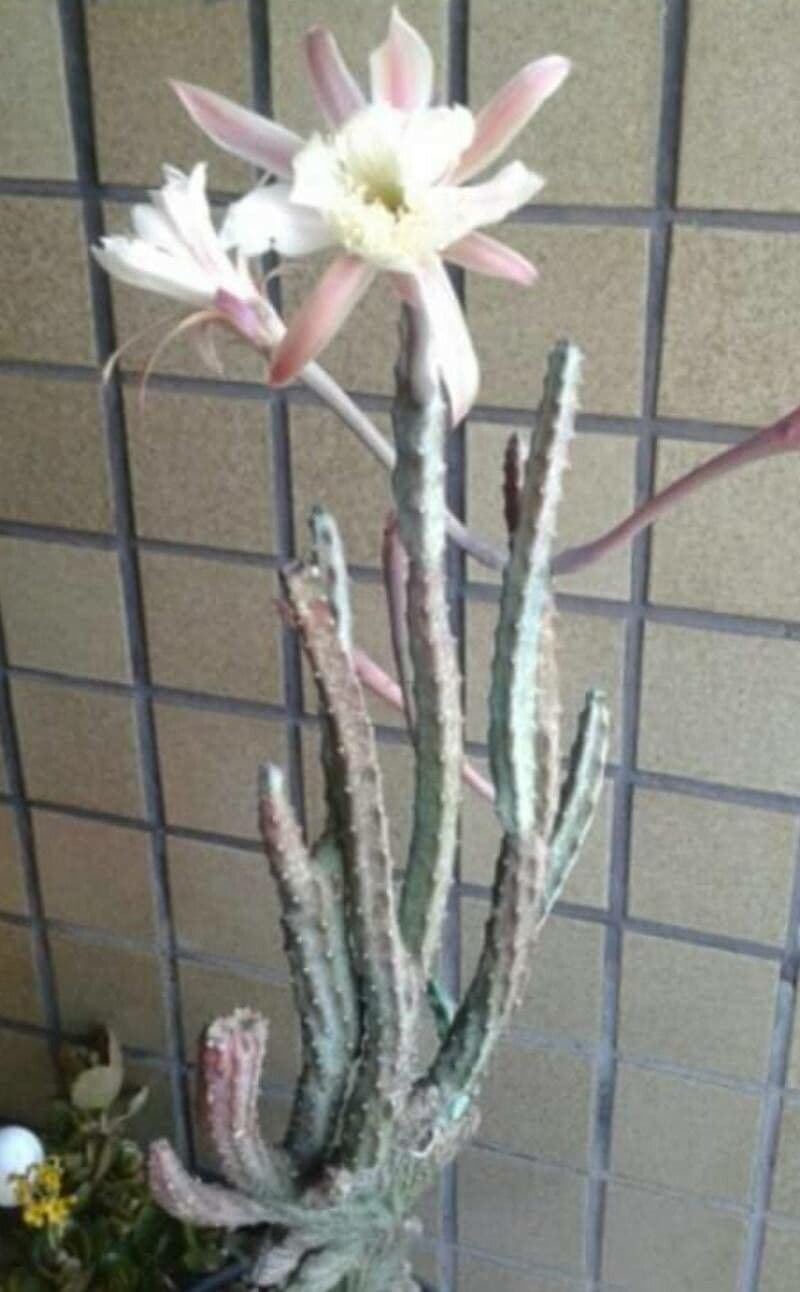 Cactus 2