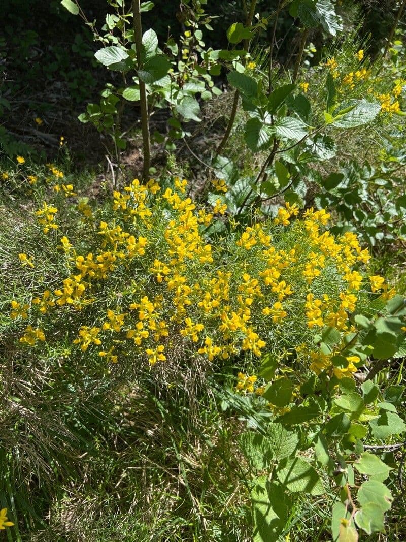 Ginestra radiata 7