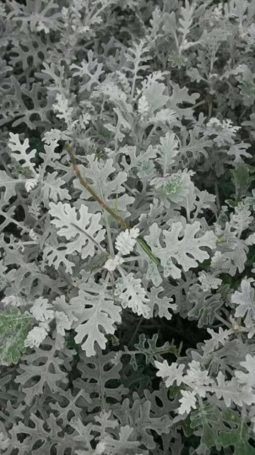 Cineraria 17