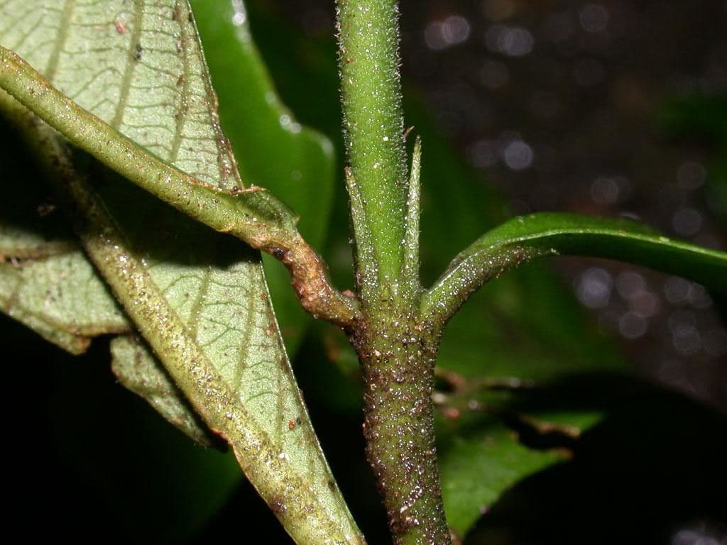 Psychotria 18