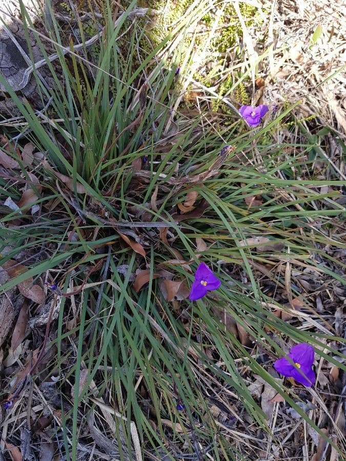 Patersonia 10