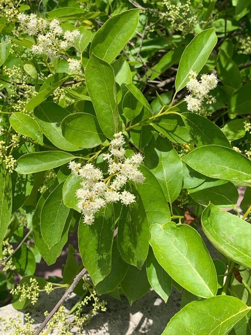Anacua