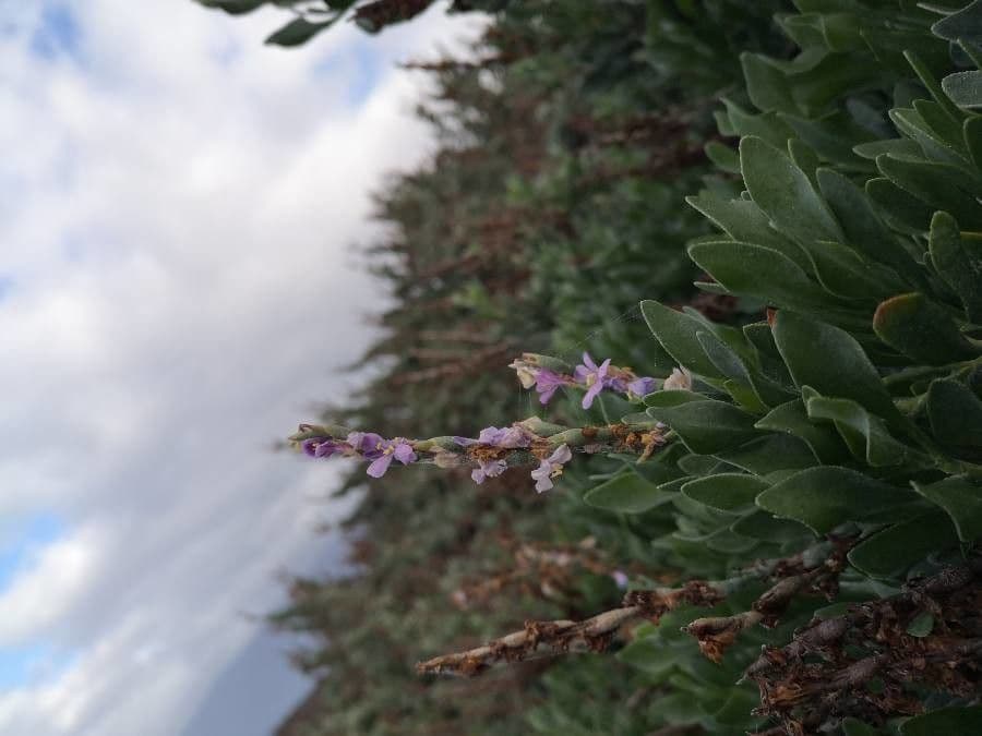 Limoniastrum monopetalum 6