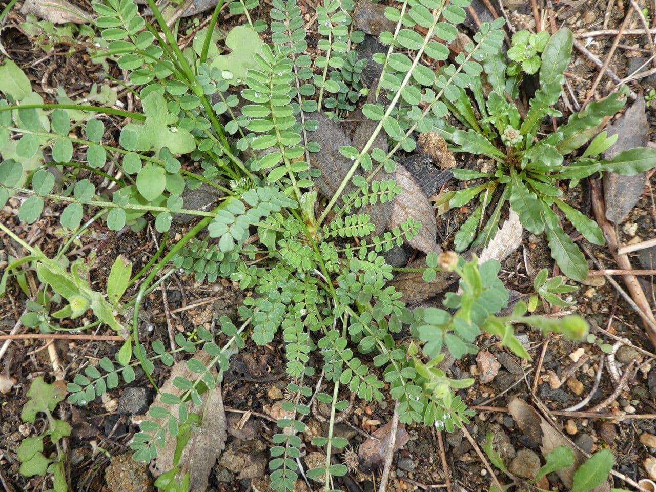 Astragalus hamosus 21