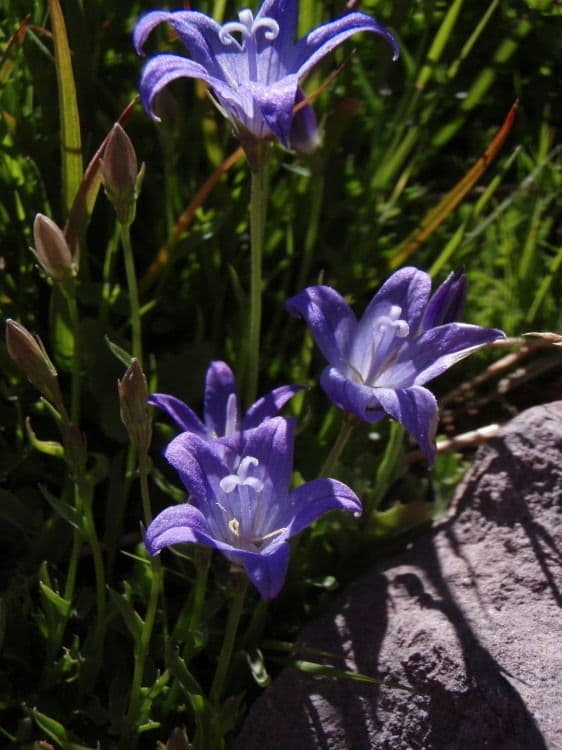 Campanula 8