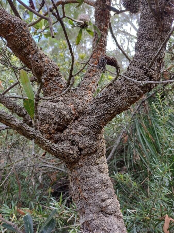 Banksia 22