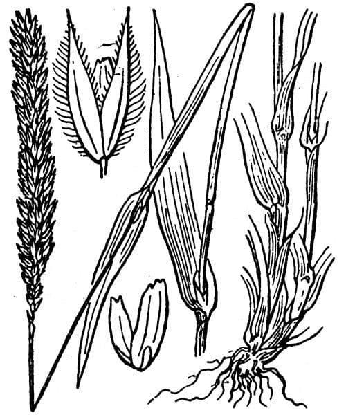 Fleolo ispido 2
