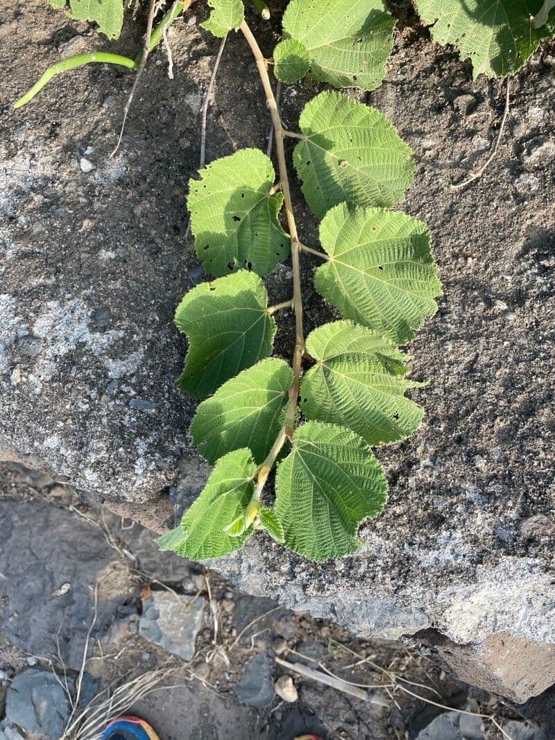 Grewia 13