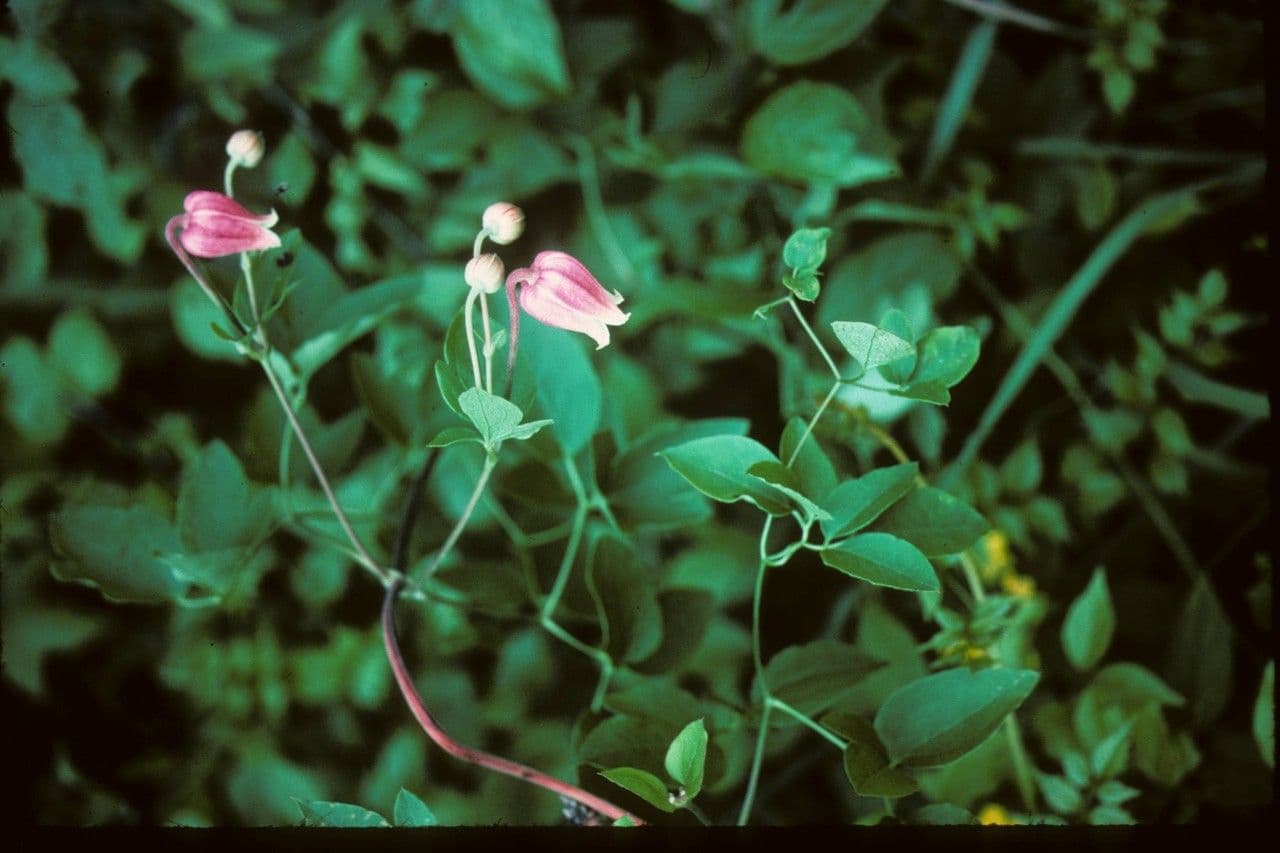 Clematide coriacea 10