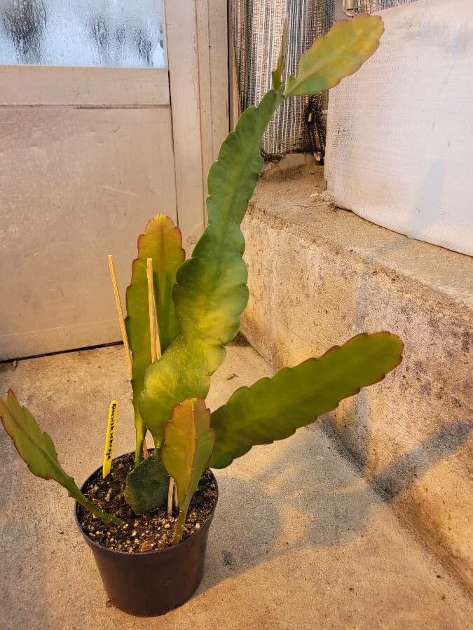 Cactus grimpant 20