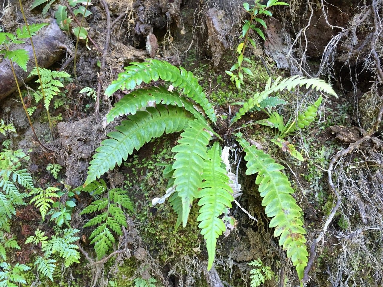 Blechnum