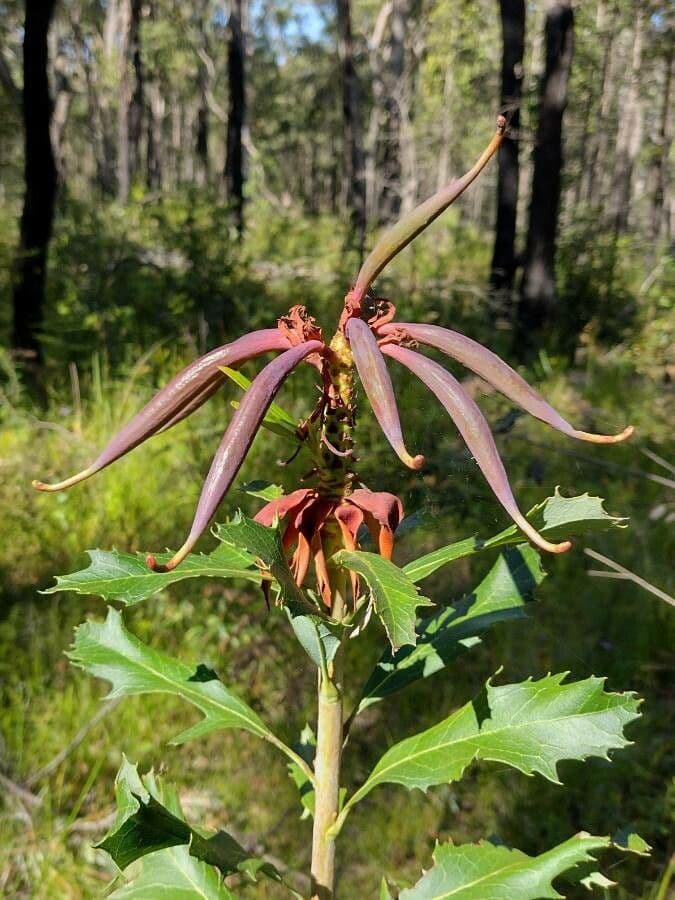 Telopea speciosissima 2