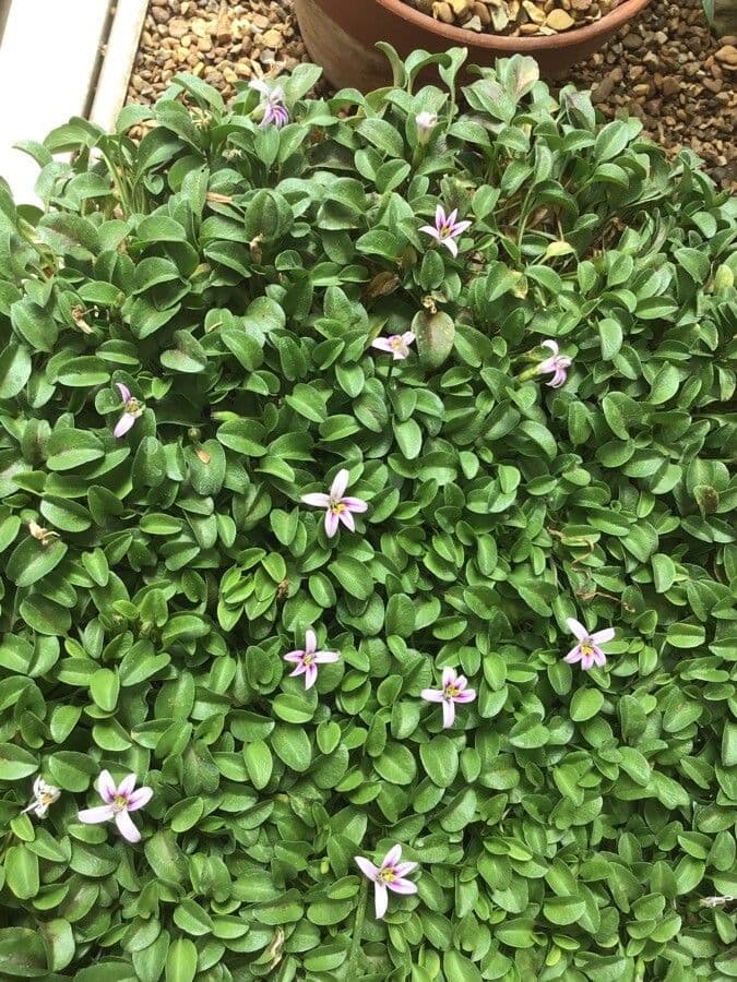 Lobelia 4