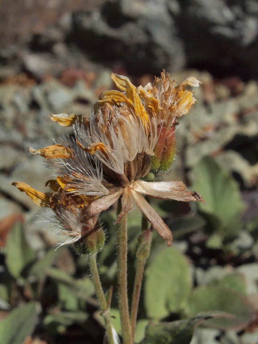 Arnica