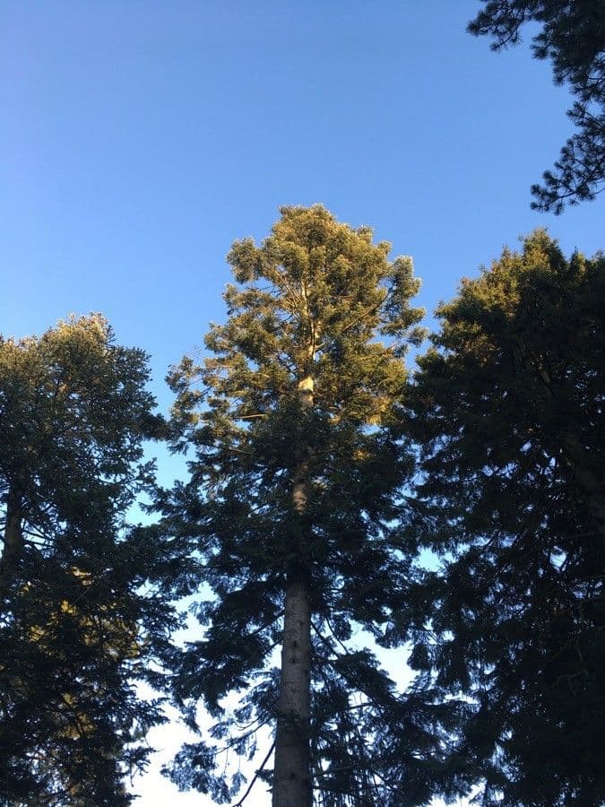 Sapin géant 5