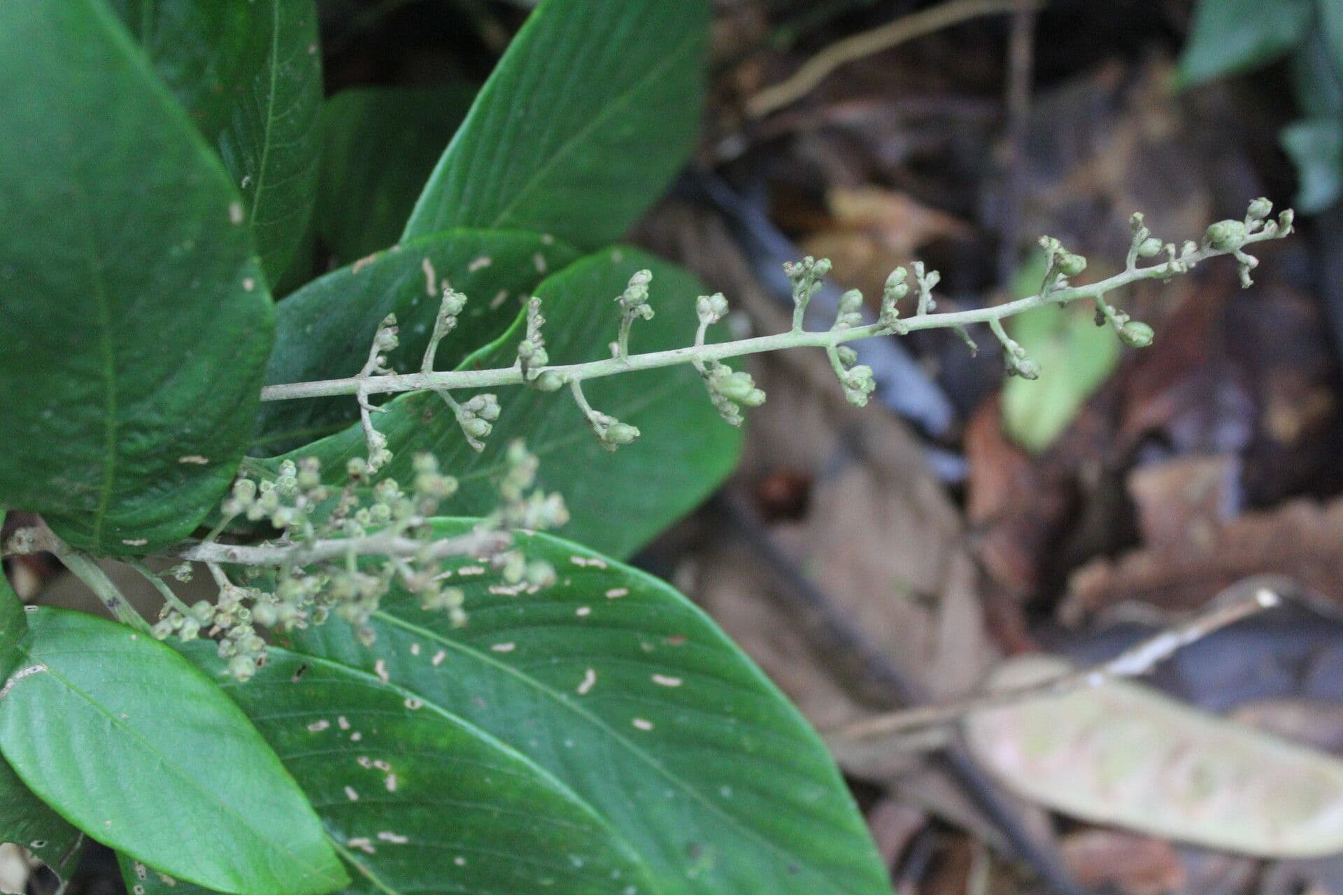 Arachnothryx buddlejovitý 9