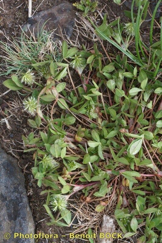 Teasel clover 12