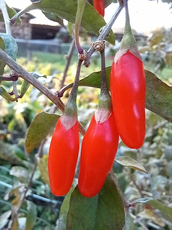 Goji