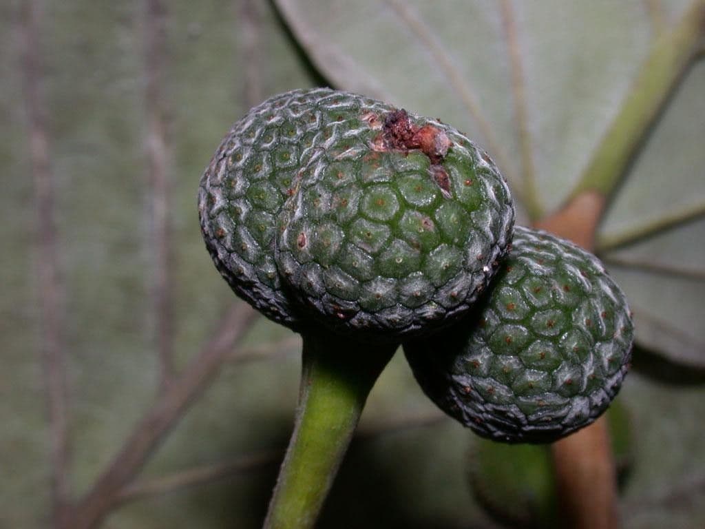 Coussapoa villosa